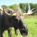 Moose Wildpark