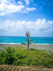 One sole dead tree on the East coast of Cuba made for a great perch for two birds.