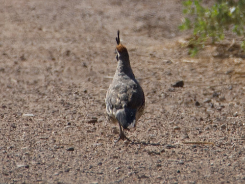 Gambel's Quail • <a style="font-size:0.8em;" href="http://www.flickr.com/photos/59465790@N04/9473945884/" target="_blank">View on Flickr</a>