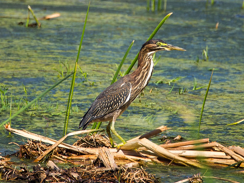 Green Heron Juvenile • <a style="font-size:0.8em;" href="http://www.flickr.com/photos/59465790@N04/9596175574/" target="_blank">View on Flickr</a>
