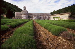 abbaye de senanque - provence
