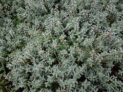 Anglų lietuvių žodynas. Žodis carex reiškia <li>Carex</li> lietuviškai.