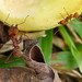 Atta species ( probably A. cephalotes) Leaf-cutter Ant
