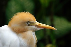 Anglų lietuvių žodynas. Žodis genus egretta reiškia genties egretta lietuviškai.
