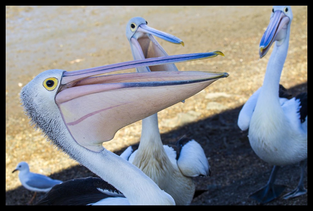 Sandgate Pelican waiting for food-1+ by Sheba_Also Thanks for 8 Million + views, on Flickr