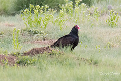 Turkey Vultures in the grass