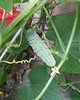#gardenfresh #cucumber reminds #me of the #fun #cooling of #eyes #home #plants #mobilephotography #LG #G3 #photography #srinagar #kashmir