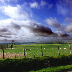 Anglų lietuvių žodynas. Žodis cloud grass reiškia debesis, žolės lietuviškai.
