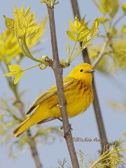 Paruline jaune / Yellow warbler