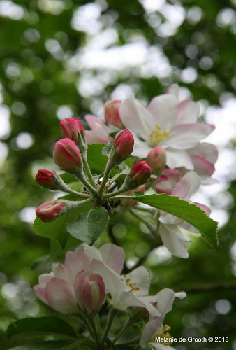 Fruit Blossom