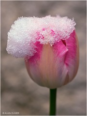 Tulipe sous la neige 3