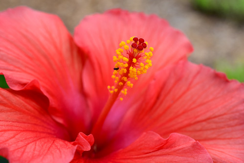 macro hibiscus 40mm