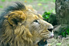 The King • <a style="font-size:0.8em;" href="http://www.flickr.com/photos/46956628@N00/9600971227/" target="_blank">View on Flickr</a>