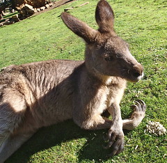 Tasmania, Australia: Koalas, Kangaroos, Devils, and More • <a style="font-size:0.8em;" href="http://www.flickr.com/photos/34335049@N04/14118561616/" target="_blank">View on Flickr</a>