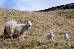 Little cute lambs