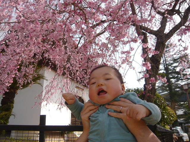 厳島神社お参りの前に桜！｜厳島神社