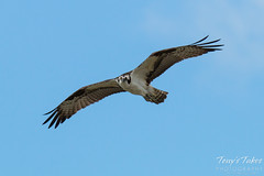 Male Osprey performs a flyby