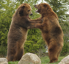 Två björnar