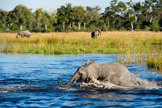 Botswana Okavango Delta Photo Safari 13
