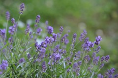 lavendel • <a style="font-size:0.8em;" href="http://www.flickr.com/photos/20176387@N00/7396390128/" target="_blank">View on Flickr</a>
