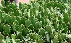 Cactus at Snug Harbor Museum on Staten Island