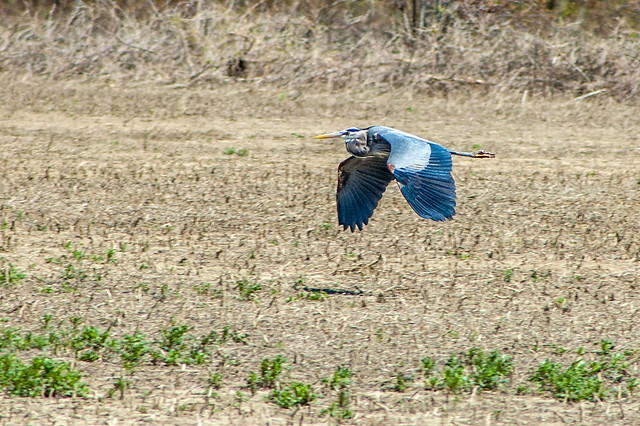 Oxbow - Great Blue Heron April 26, 2014