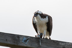 A male Osprey enjoys its breakfast