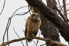 The young Great Horned Owl has a lot to look at in the world