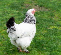 Anglų lietuvių žodynas. Žodis chicken farm reiškia vištienos ūkis lietuviškai.