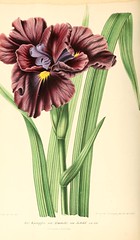 Anglų lietuvių žodynas. Žodis iris kaempferi reiškia <li>iris kaempferi</li> lietuviškai.
