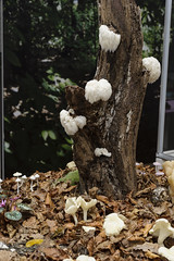 Ausstellung "Pilze: Netzwerker der Natur"