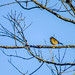 Pássaros do Parque Estadual Acaraí • <a style="font-size:0.8em;" href="http://www.flickr.com/photos/39546249@N07/9379832788/" target="_blank">View on Flickr</a>