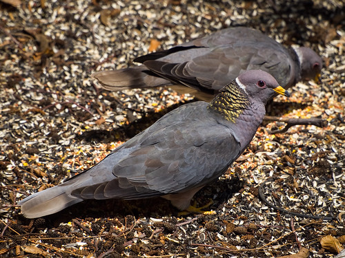 Band-tailed Pigeon • <a style="font-size:0.8em;" href="http://www.flickr.com/photos/59465790@N04/8989886900/" target="_blank">View on Flickr</a>