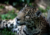 Jaguar by emerille, on Flickr