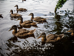 A Family of Ducks