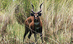 Texas Trophy Hunting - Brownwood Sitatunga Antelope 52