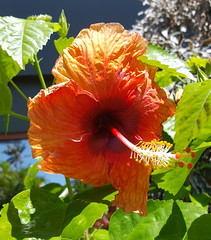 Tee's beautiful orange hibiscus