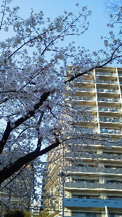 桜はキレイでしたよ。