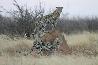 Namibia Photo Safari 6
