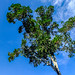 Árvore do Parque Estadual Acaraí. • <a style="font-size:0.8em;" href="http://www.flickr.com/photos/39546249@N07/9233159167/" target="_blank">View on Flickr</a>