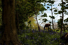 Grazing past the Bluebells