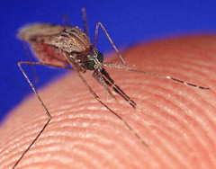Anglų lietuvių žodynas. Žodis mosquito reiškia uodas lietuviškai.