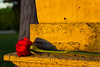 RedRose Sunset • <a style="font-size:0.8em;" href="http://www.flickr.com/photos/46956628@N00/17362528058/" target="_blank">View on Flickr</a>
