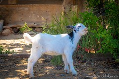 Spring has sprung! Baby goats are everywhere!