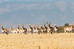 All Pronghorn eyes on the photographer