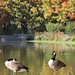 Geese in Fall, Prospect Park Lake | 10/28/16 for my #365project • <a style="font-size:0.8em;" href="http://www.flickr.com/photos/124925518@N04/30507618172/" target="_blank">View on Flickr</a>