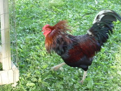Rooster • <a style="font-size:0.8em;" href="http://www.flickr.com/photos/72892197@N03/7206966864/" target="_blank">View on Flickr</a>