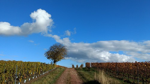 Herbst in den Weinbergen über Selzen