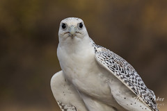 Gyrfalcon shows off its Arctic influenced colors