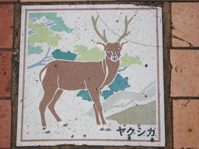屋久島旅行の写真